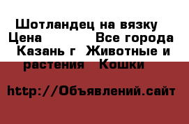 Шотландец на вязку › Цена ­ 1 000 - Все города, Казань г. Животные и растения » Кошки   